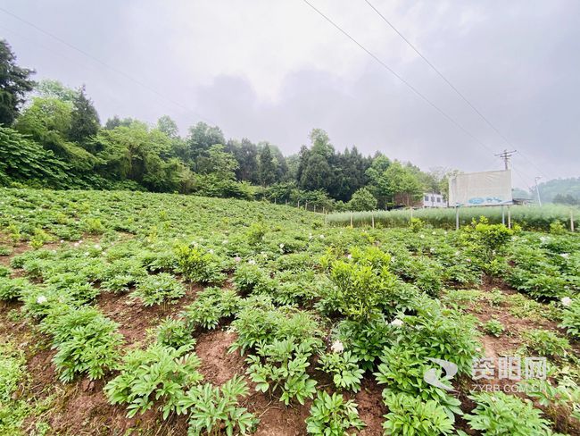 两河村委会最新项目，乡村振兴的新动力