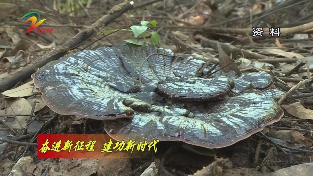 芦芝乡典范项目，引领乡村发展新篇章