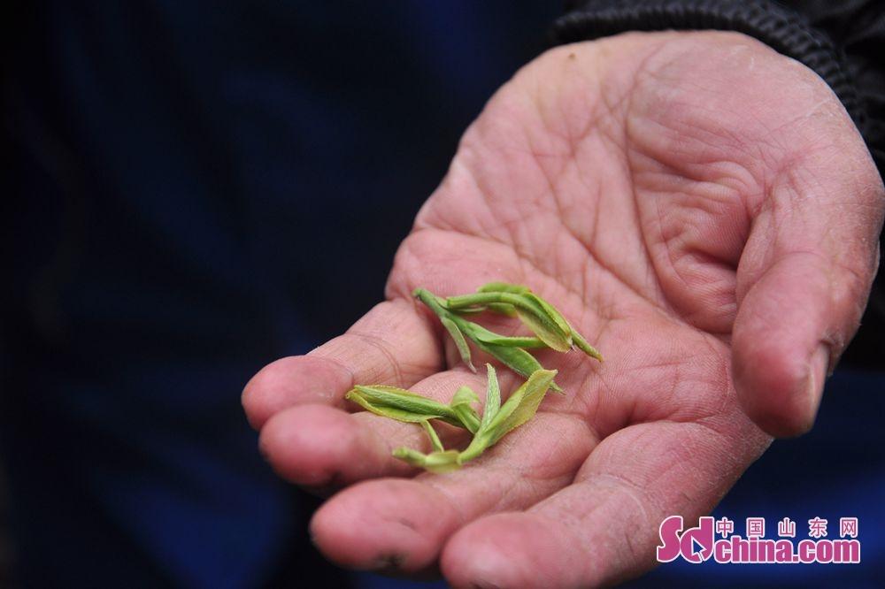 崂山区水利局新项目启动，推动区域水资源可持续利用的关键行动