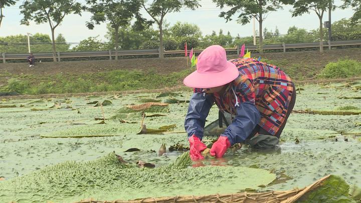 红十月农场天气预报更新通知